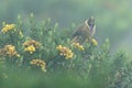 Bearded Helmet-crest, Oxypogon guerinii stuebelii, beautiful crest hummingbird from Colombia. Bird from Los Nevados National Park