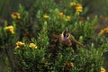 Bearded Helmet-crest, Oxypogon guerinii stuebelii, beautiful crest hummingbird from Colombia. Bird from Los Nevados National Park