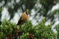 Bearded Helmet-crest, Oxypogon guerinii stuebelii, beautiful crest hummingbird from Colombia. Bird from Los Nevados National Park