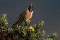 Bearded Helmetcrest or Buffy Helmetcrest, Oxypogon guerinii stuebelii, beautiful crest hummingbird from Colombia. Bird from Los Ne