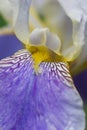 Bearded Iris Royalty Free Stock Photo