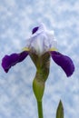  a close of a purple Bearded Iris with blue and white background