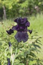 Bearded Iris black color in garden. Royalty Free Stock Photo