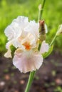 Bearded Iris in botanical garden, Latvia Royalty Free Stock Photo