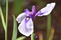 Bearded Iris with Both Purple and White Royalty Free Stock Photo