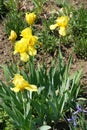 Bearded iris with yellow flowers in spring Royalty Free Stock Photo