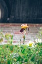 Bearded iris, Chocolate variety. Flower under summer rain Royalty Free Stock Photo