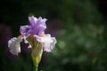 Bearded iris