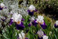 Bearded iris cultivar with white blue flowers