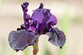 Bearded iris Royalty Free Stock Photo