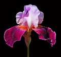 Bearded Iris Flower Royalty Free Stock Photo