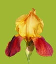 Bearded Iris flower bicolor isolated.