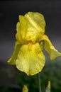 Bearded Iris flower, Iris germanica in bloom with rain drops Royalty Free Stock Photo