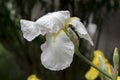Bearded Iris flower, Iris germanica in bloom with rain drops Royalty Free Stock Photo