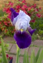 Blue and white Bearded iris closeup Royalty Free Stock Photo