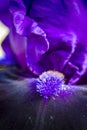 Bearded Iris in Garden