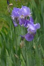 Closeup of an Bearded Iris plant in full bloom