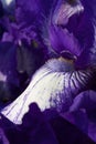 Bearded Iris Royalty Free Stock Photo