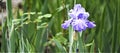 Bearded Iris, Old Fashioned Purple, Fall, Winter Spring