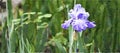Bearded Iris, Old Fashioned Purple, Fall, Winter Spring