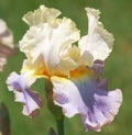 Bearded Iris