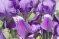 Bearded Iris Purple