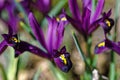 Bearded Iris purple bloom spring season, macro image Royalty Free Stock Photo
