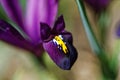 Bearded Iris purple bloom macro image of spring season nature Royalty Free Stock Photo