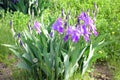 Bearded Iris Purple Royalty Free Stock Photo