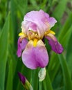 Bearded Iris Royalty Free Stock Photo