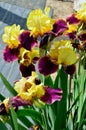 Bearded Iris variety Blatant