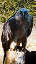 The bearded or lambskin is a magnificent bird of enormous size, belonging, as was said earlier, to the family of hawks.