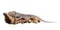 Bearded lizard Pogona barbata and tree branch isolated. Exotic pet Royalty Free Stock Photo