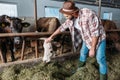 Male farmer feeding cows Royalty Free Stock Photo