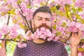 Bearded man with bloom of sakura tree on background. Springtime concept. Hipster with sakura blossom in beard. Man with Royalty Free Stock Photo