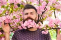 Bearded man with bloom of sakura tree on background. Springtime concept. Hipster with sakura blossom in beard. Man with Royalty Free Stock Photo