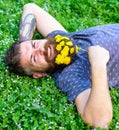 Bearded man with dandelion flowers lay on meadow, grass background. Hipster with bouquet of dandelions in beard relaxing Royalty Free Stock Photo