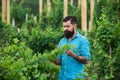 Bearded man grabbing grape in vineyard. Wine making. Harvester cutting bunch of grapes in vineyard rows. Royalty Free Stock Photo