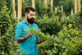 Bearded man grabbing grape in vineyard. Wine making. Harvester cutting bunch of grapes in vineyard rows. Royalty Free Stock Photo