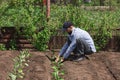 bearded man plants eggplant seedlings in the ground Royalty Free Stock Photo