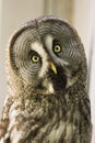 Bearded owl Strix nebulosa