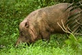 Bearded Pig Royalty Free Stock Photo