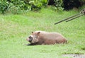 Bearded pig laying down in Borneo Royalty Free Stock Photo