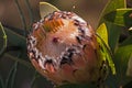 Bearded Protea Protea laurifolia 12723 Royalty Free Stock Photo