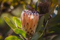 Bearded Protea Protea laurifolia 12724 Royalty Free Stock Photo