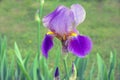 Bearded purple iris flower in full bloom Royalty Free Stock Photo