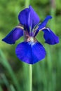 Bearded Purple Iris Royalty Free Stock Photo