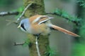 Bearded reedling Royalty Free Stock Photo