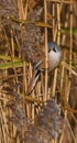 Bearded Reedling or Beaded Tit -Panurus biarmicus Royalty Free Stock Photo