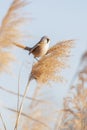 Bearded Reedling bird Royalty Free Stock Photo
